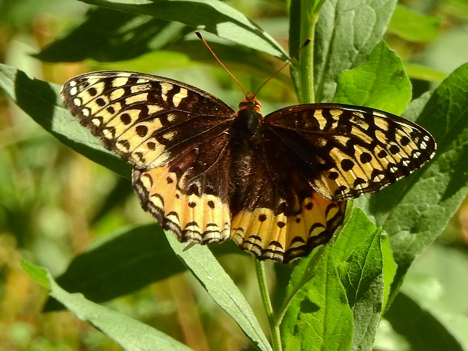 Colorado | Butterflies and Moths of North America