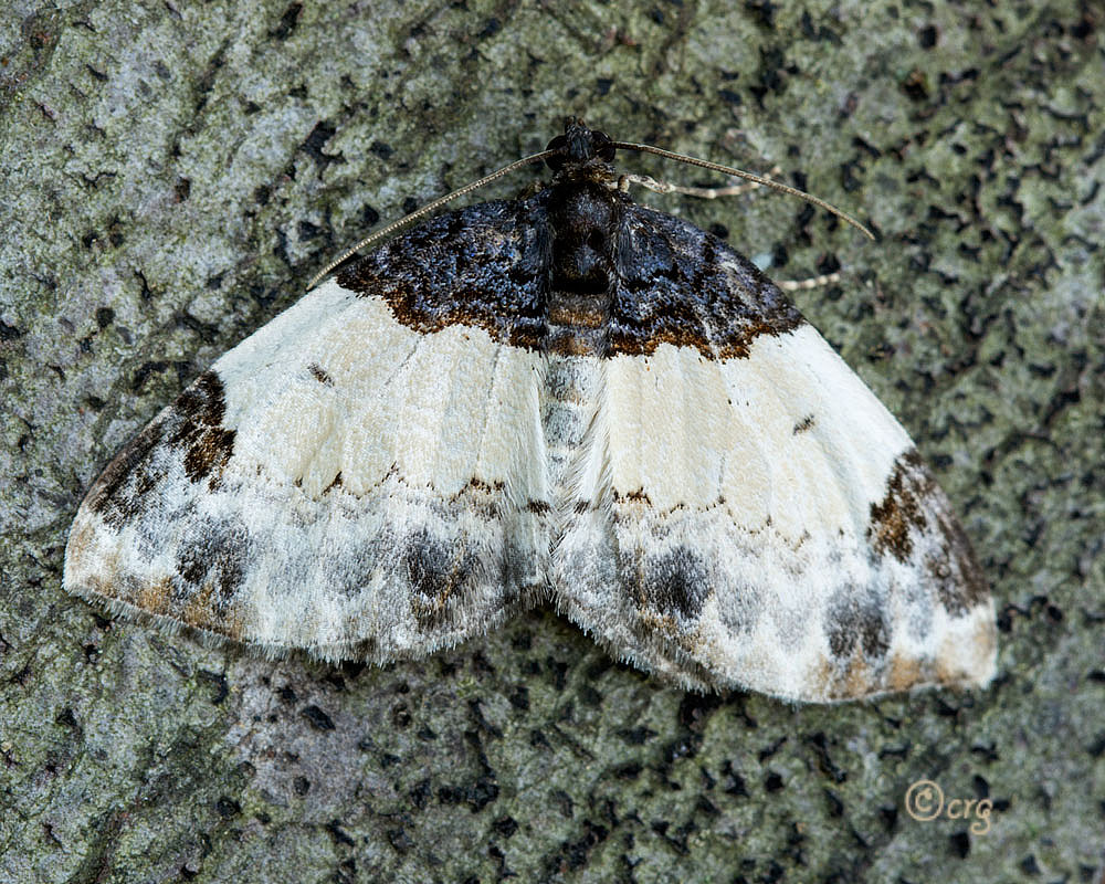 File:White Cedar Moth (5482048270).jpg - Wikimedia Commons