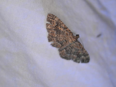 Somber Carpet Disclisioprocta stellata (Guenée, 1857) | Butterflies and ...