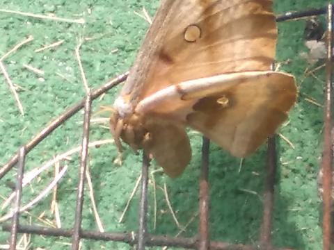 Polyphemus Moth Antheraea Polyphemus (Cramer, 1776) | Butterflies And ...