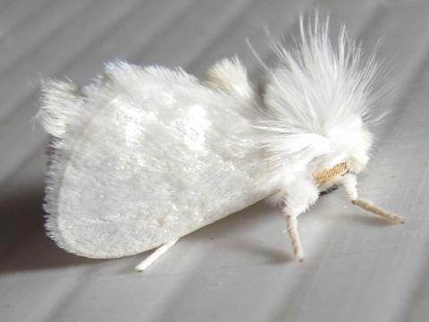 White Flannel Moth Norape ovina (Sepp, 1848) | Butterflies and Moths of ...