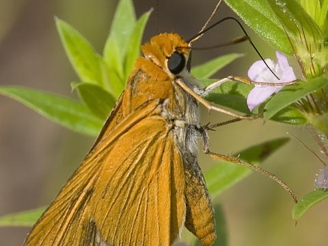 Family Hesperiidae (Skippers) | Butterflies And Moths Of North America