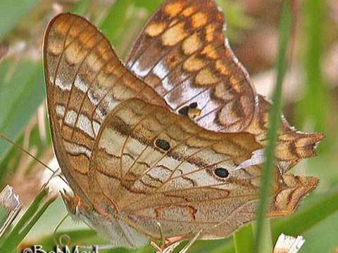 White Peacock Anartia Jatrophae Linnaeus 1763 Butterflies And Moths Of North America