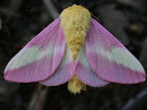 rosy maple moth life cycle