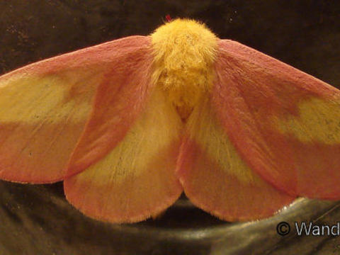 rosy maple moth map