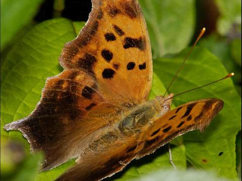 Question Mark Polygonia Interrogationis (Fabricius, 1798) | Butterflies ...