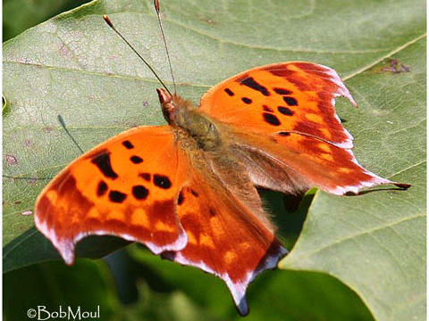 Question Mark Polygonia Interrogationis (Fabricius, 1798) | Butterflies ...