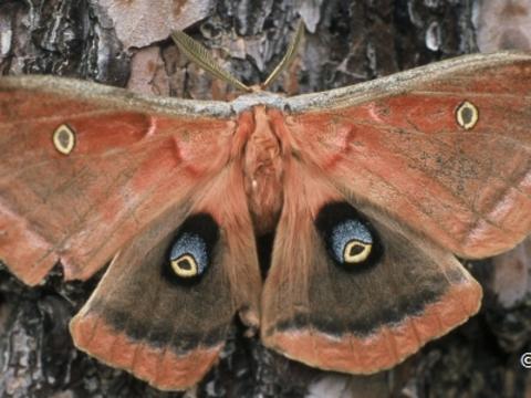 Polyphemus Moth Antheraea Polyphemus (Cramer, 1776) | Butterflies And ...