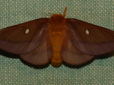 Pink-striped oakworm moth Anisota virginiensis (Drury, 1773 ...