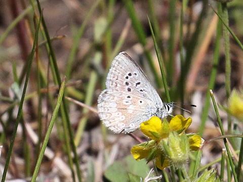 Arctic Blue Plebejus glandon (de Prunner, 1798) | Butterflies and Moths ...