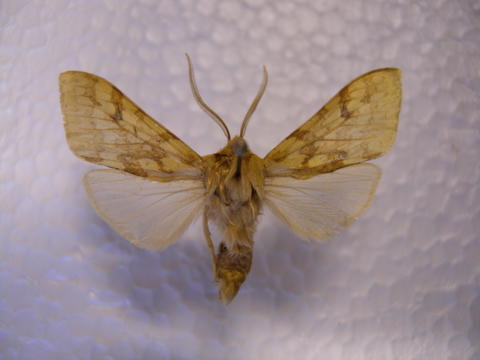 Spotted Tussock Moth or Yellow-Spotted Tiger Moth Lophocampa maculata ...