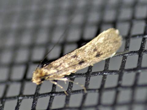 Household Casebearer Moth Phereoeca uterella (Walsingham, 1897 ...
