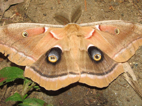 Polyphemus moth Antheraea polyphemus (Cramer, 1776) | Butterflies and ...