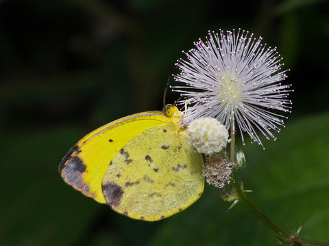 Sưu tập Bộ cánh vảy 3 - Page 11 Np04216-_dyna_yellow_f_eurema_dina