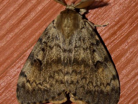 Gypsy Moth Lymantria dispar (Linnaeus, 1758) | Butterflies and Moths of ...