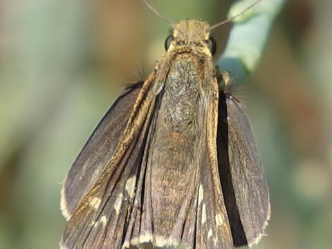 carson wandering skipper