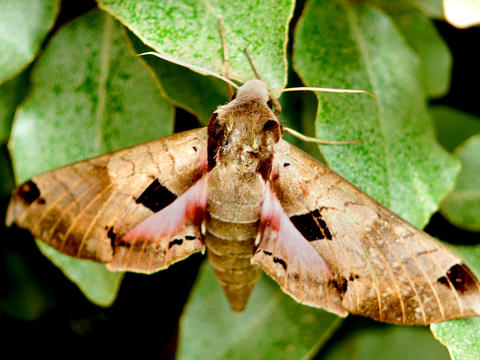 Achemon sphinx Eumorpha achemon (Drury, 1773) | Butterflies and Moths ...