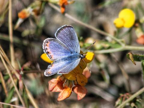 Acmon Blue Plebejus acmon (Westwood, [1851]) | Butterflies and Moths of ...