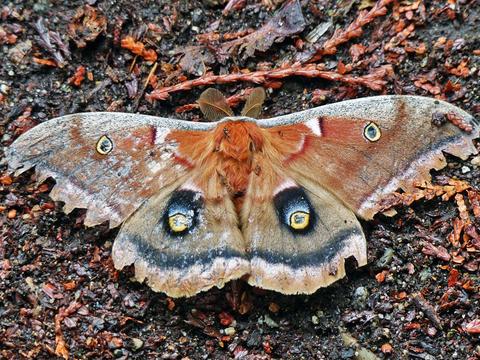 Polyphemus Moth Antheraea Polyphemus (Cramer, 1776) | Butterflies And ...