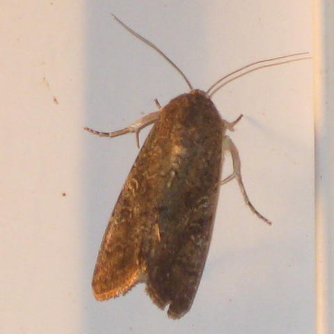 Fall Armyworm Moth Spodoptera frugiperda (J E Smith, 1797 ...