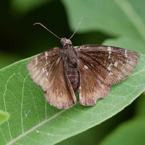 confused cloudwing butterfly