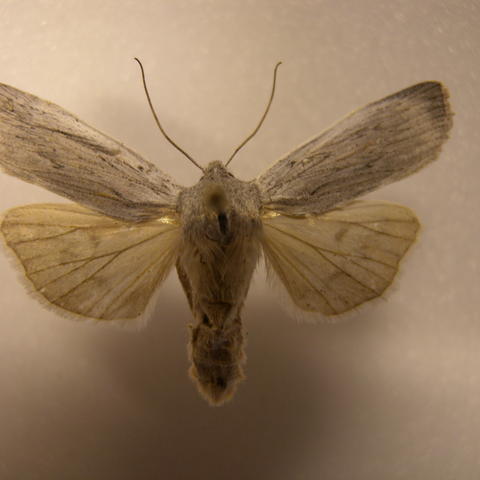 Hoary Pinion Lithophane fagina (Morrison, 1874) | Butterflies and Moths ...