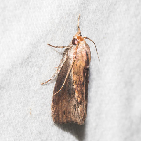 Greater Wax Moth Galleria mellonella (Linnaeus, 1758) | Butterflies and ...