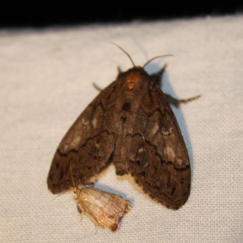 dasychira mcdunnough barnes tussock moth