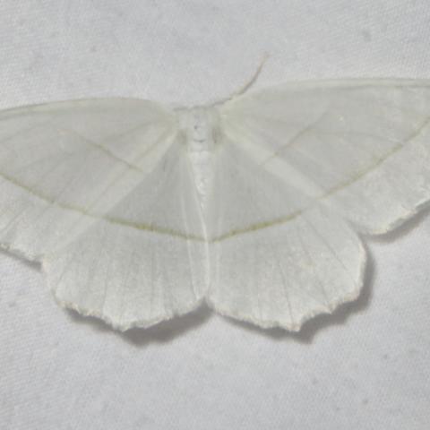 Pale Beauty Campaea perlata (Guenée, 1857) | Butterflies and Moths of ...