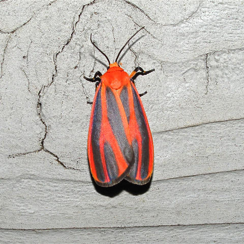 scarlet lunar moth