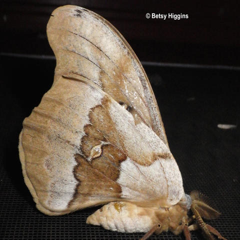 Oculea Silkmoth Antheraea Oculea (Neumoegen, 1883) | Butterflies And ...