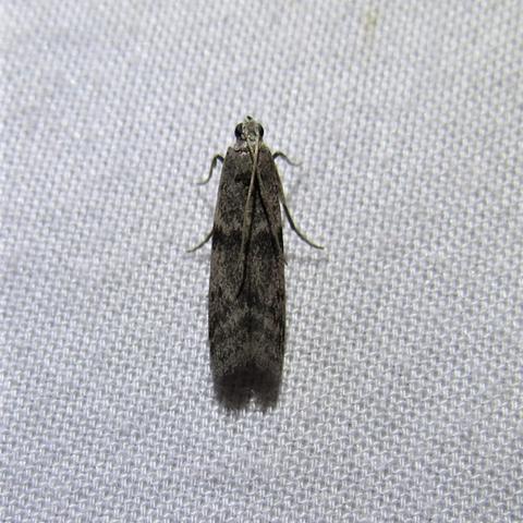 Mediterranean Flour Moth Ephestia kuehniella (Zeller, 1879 ...
