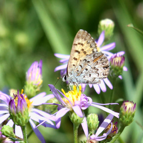 Mariposa Copper Lycaena mariposa (Reakirt, 1866) | Butterflies and ...