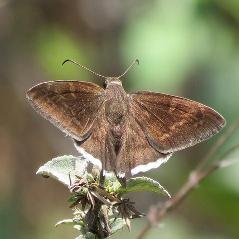 coyote cloudwing