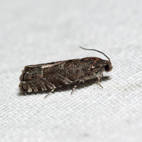 Hickory Shuckworm Moth Cydia caryana (Fitch, 1856) | Butterflies and ...