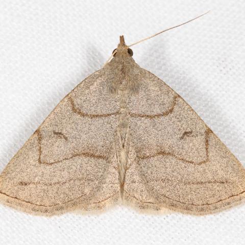 Grayish Zanclognatha Moth Zanclognatha pedipilalis (Guenée, 1854 ...