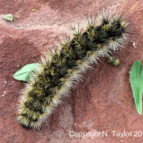 Butterfly Moth and Caterpillar Photographs from Utah