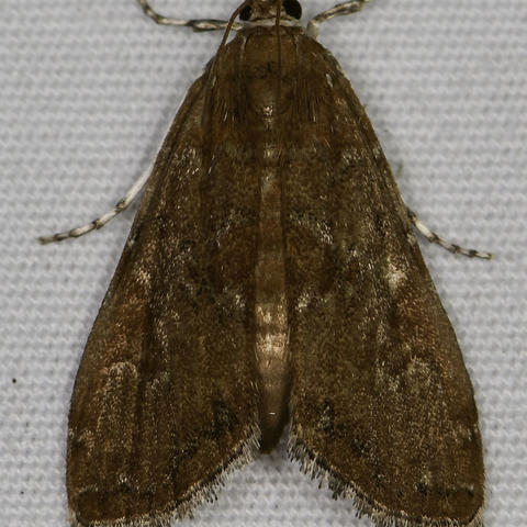 Elophila gyralis (Hulst, 1886) | Butterflies and Moths of North America