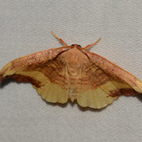 Rose Hooktip Oreta rosea (Walker, 1855) | Butterflies and Moths of ...