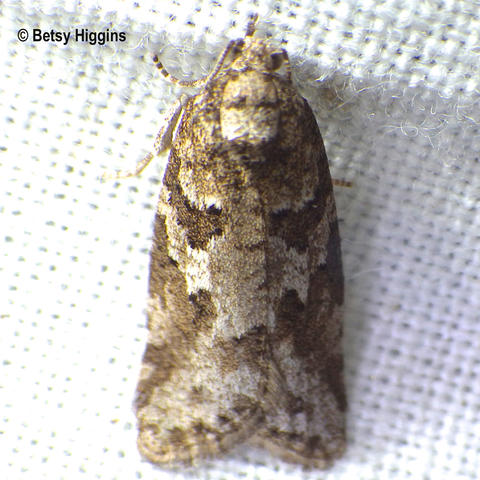 Gray Tortrix Cnephasia stephensiana (Doubleday, 1849) | Butterflies and ...