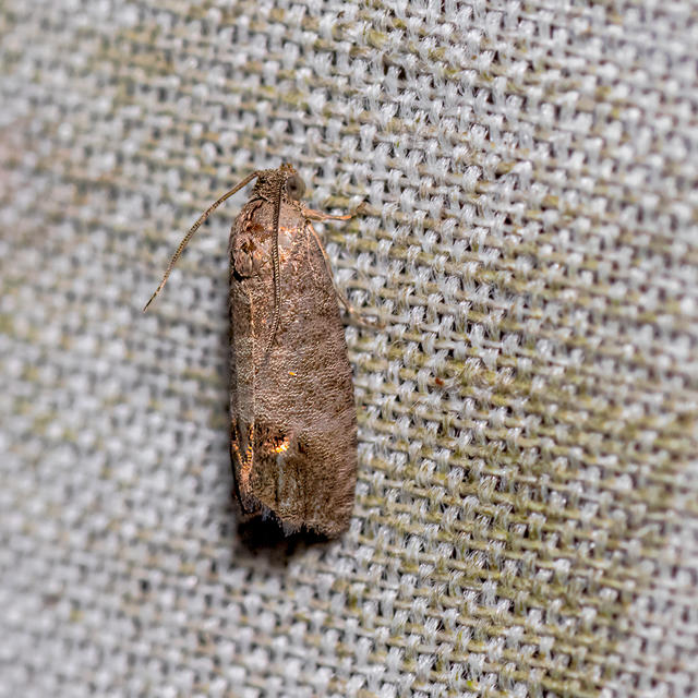 Codling Moth Cydia pomonella (Linnaeus, 1758) | Butterflies and Moths ...