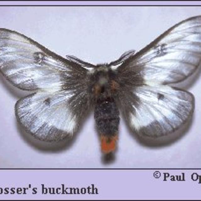 Slosser's buckmoth Hemileuca slosseri Peigler & Stone, 1989