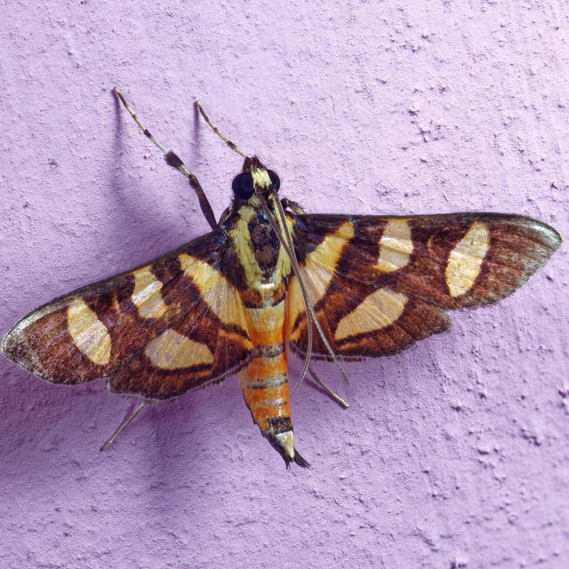Pearl shield moth w raised spots - Bibarrambla allenella 