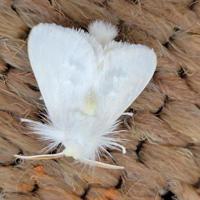 White Flannel Moth Norape ovina (Sepp, 1848) | Butterflies and Moths of ...
