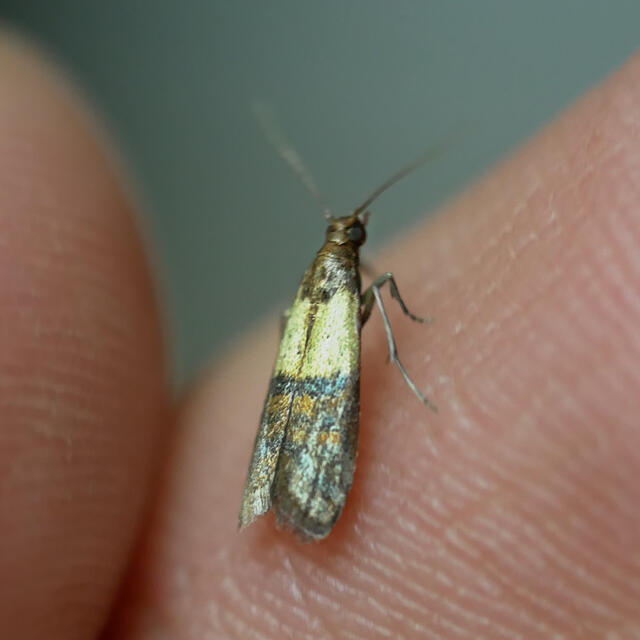 How Pantry Moths Get Into Southern Maine Pantries