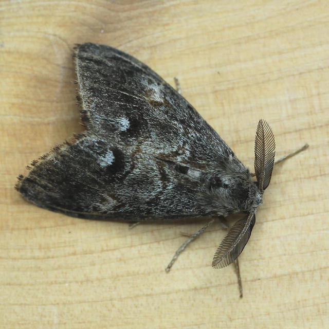 Douglas Fir Tussock Moth Orgyia pseudotsugata (McDunnough, 1921 ...