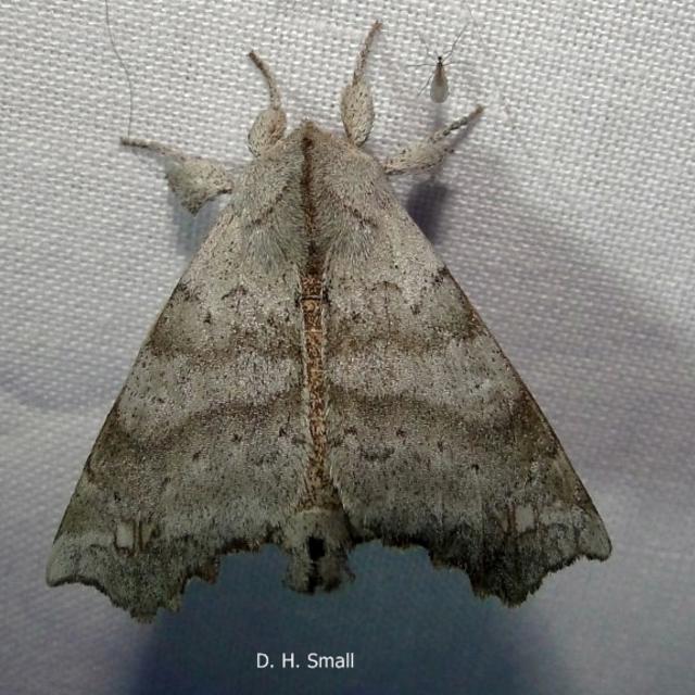 The Angel Moth Olceclostera angelica (Grote, 1864) | Butterflies 