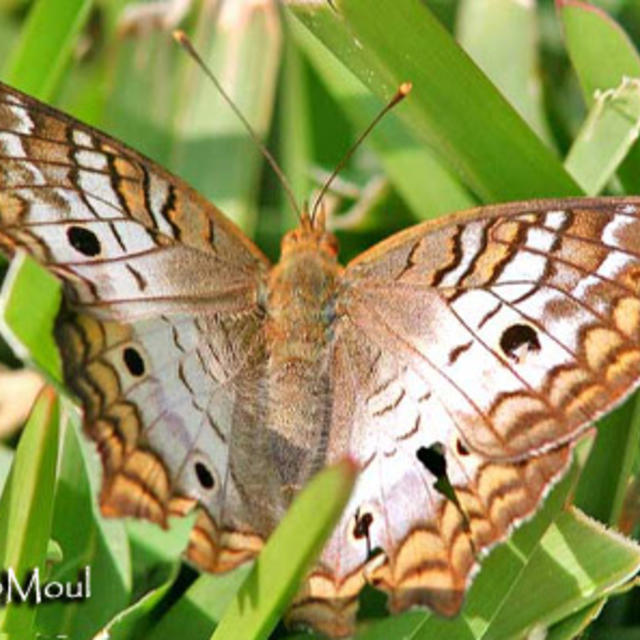 peacock butterfly animal crossing