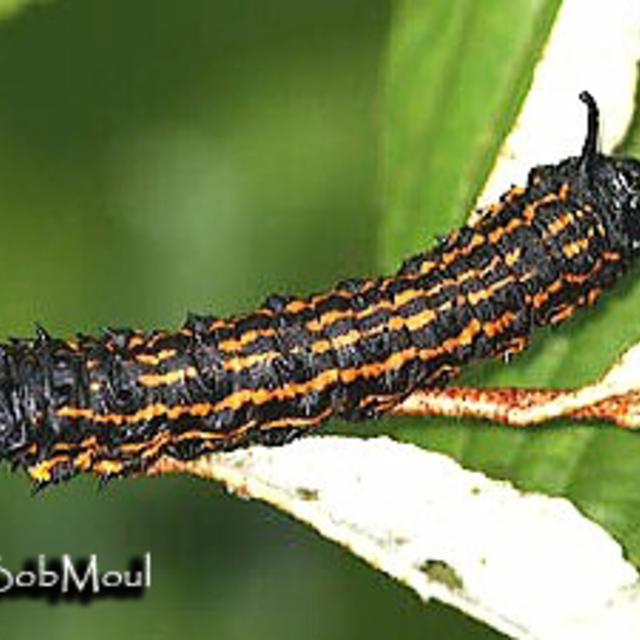 orange luna moth caterpillar