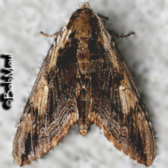 Elm sphinx Ceratomia amyntor (Geyer, 1835) | Butterflies and Moths of ...